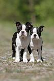 BOSTON TERRIER 188